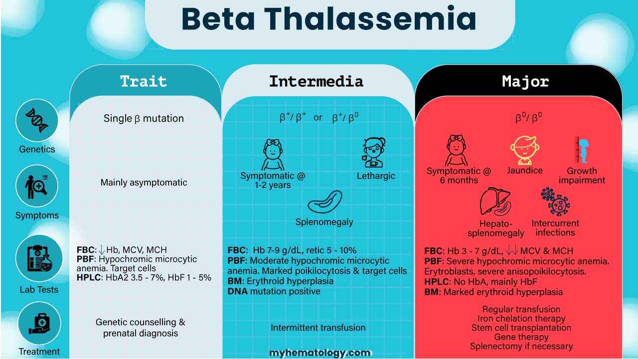 This beta thalassemia infographic highlights the key characteristics of the different clinical phenotypes of beta thalassemia i.e. beta thalassemia trait/minor, beta thalassemia intermedia and beta thalassemia major.