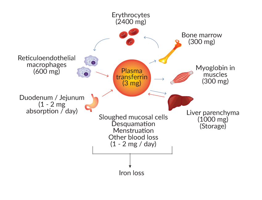 Image depicting a stylized diagram of the iron cycle in the body, highlighting the processes of absorption, transport, storage, and utilization