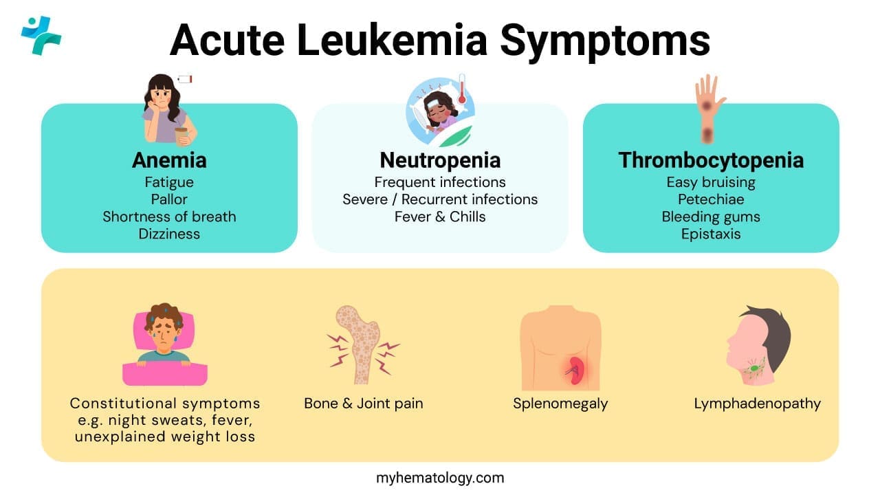 The common symptoms of acute leukemia, which develop rapidly due to the overwhelming presence of immature and dysfunctional white blood cells that crowd out normal blood production in the bone marrow, can be grouped into consequences of low blood counts: anemia causes profound fatigue, weakness, paleness, and shortness of breath; thrombocytopenia leads to easy bruising, spontaneous bleeding (like nosebleeds or bleeding gums), and a pinpoint red rash on the skin called petechiae; and a lack of functional white blood cells (neutropenia) results in frequent, recurrent, or severe infections and fevers. Other general symptoms often include unexplained weight loss, night sweats, bone or joint pain from the accumulation of cells in the marrow, and a feeling of fullness or discomfort due to an enlarged spleen or liver.