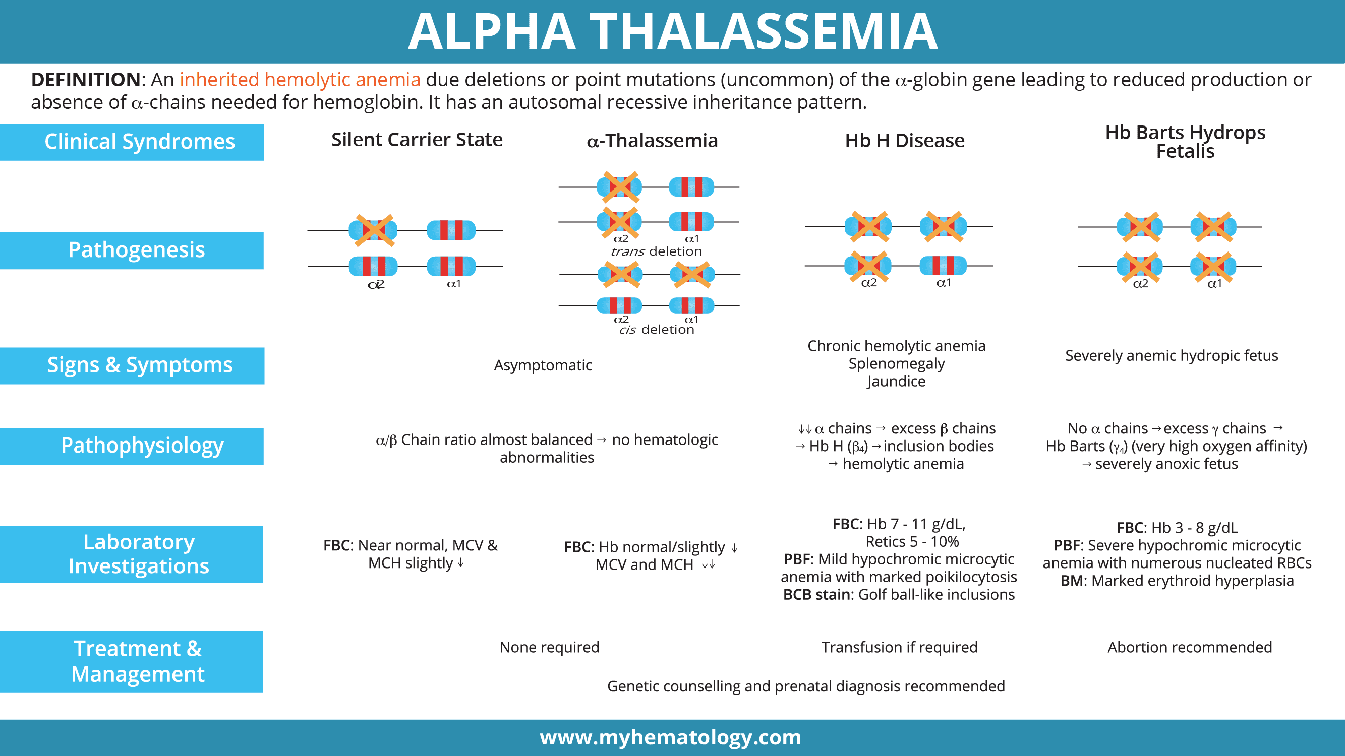 An infographic summarizing the key points of alpha thalassemia including the clinical syndromes, pathogenesis, signs and symptoms, pathophysiology, laboratory investigations and treatment.