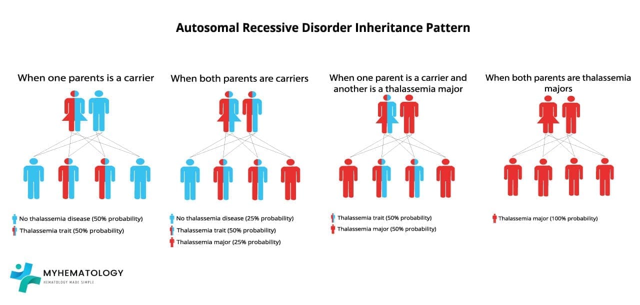 Beta thalassemia has an autosomal recessive inheritance. If both parents are carriers of the beta-globin gene mutation, there is a 25% probability that the offispring will have beta thalassemia major, a 50% probability that the offspring will have beta thalassemia minor, and a 25% probability that the offspring will not have beta thalassemia at all.