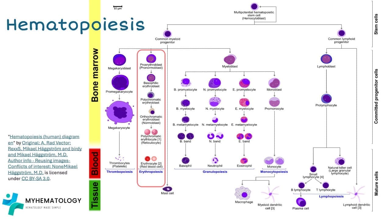 This intricate cell division and specialization, known as hematopoiesis, ensures that our bodies are equipped with the oxygen-carrying red blood cells, infection-fighting white cells, and clotting platelets necessary to thrive.
