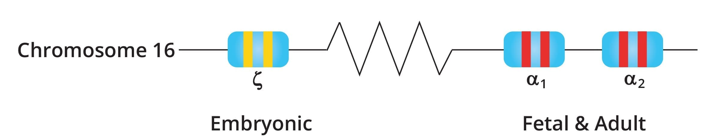 Schematic diagram of the alpha globin gene, illustrating its structure and key genetic elements