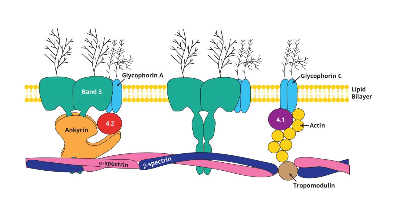 The RBC membrane is a phospholipid bilayer