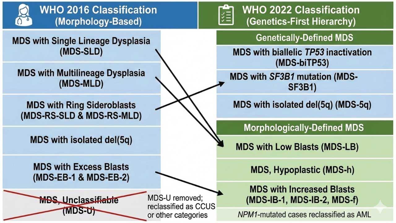 A comparison between the 2016 WHO MDS classification and 2022 WHO MDS classification
