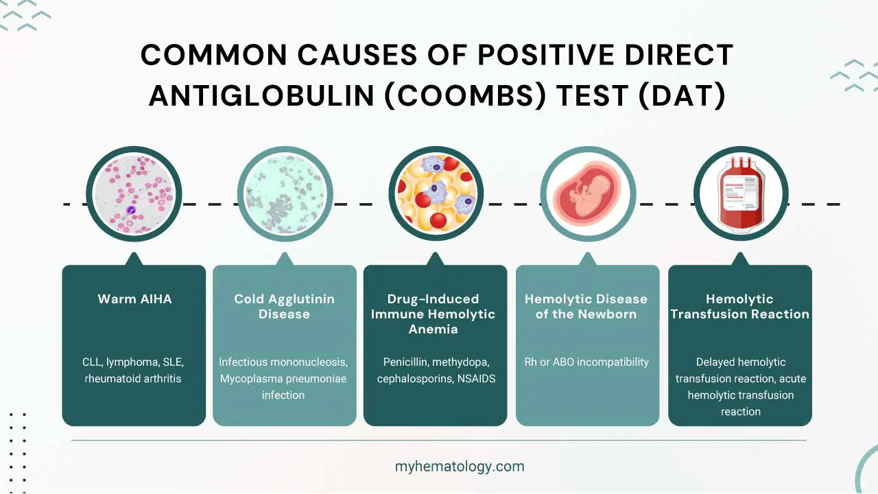 Common causes of positive direct antiglobulin (Coombs) test or DAT including warm AIHA, cold agglutinin disease, drug-induced immune hemolytic anemia, hemolytic disease of the newborn and hemolytic transfusion reactions.