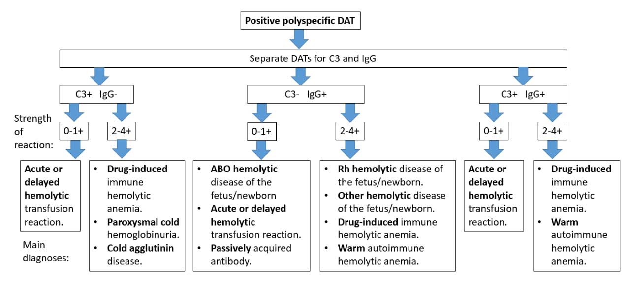 Algorithm for the main causes in positive direct antiglobulin (Coombs) test or DAT.