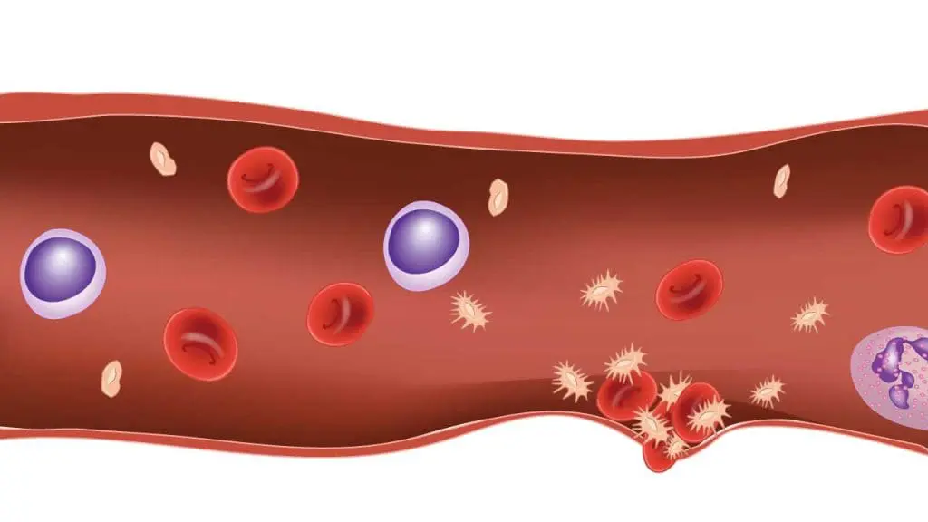 Platelets aggregation forms a sticky plug to seal a wound in primary hemostasis.
