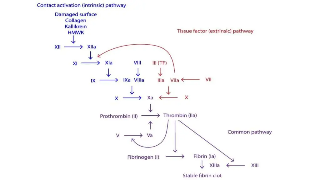 The coagulation cascade through the intrinsic and extrinsic pathway.