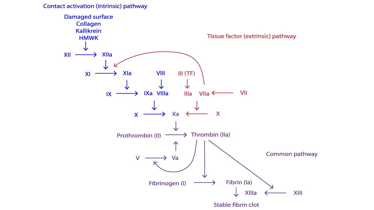 The coagulation cascade through the intrinsic and extrinsic pathway.