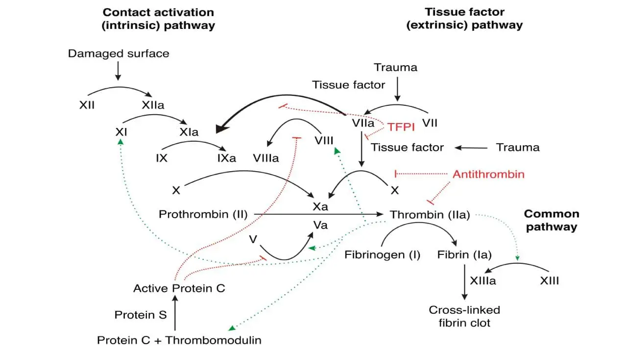 A schematic diagram of the coagulation cascade with their natural inhibitors. Factor V Leiden mutation results in a defective Factor V protein, making it resistant to inactivation by activated protein C (APC)