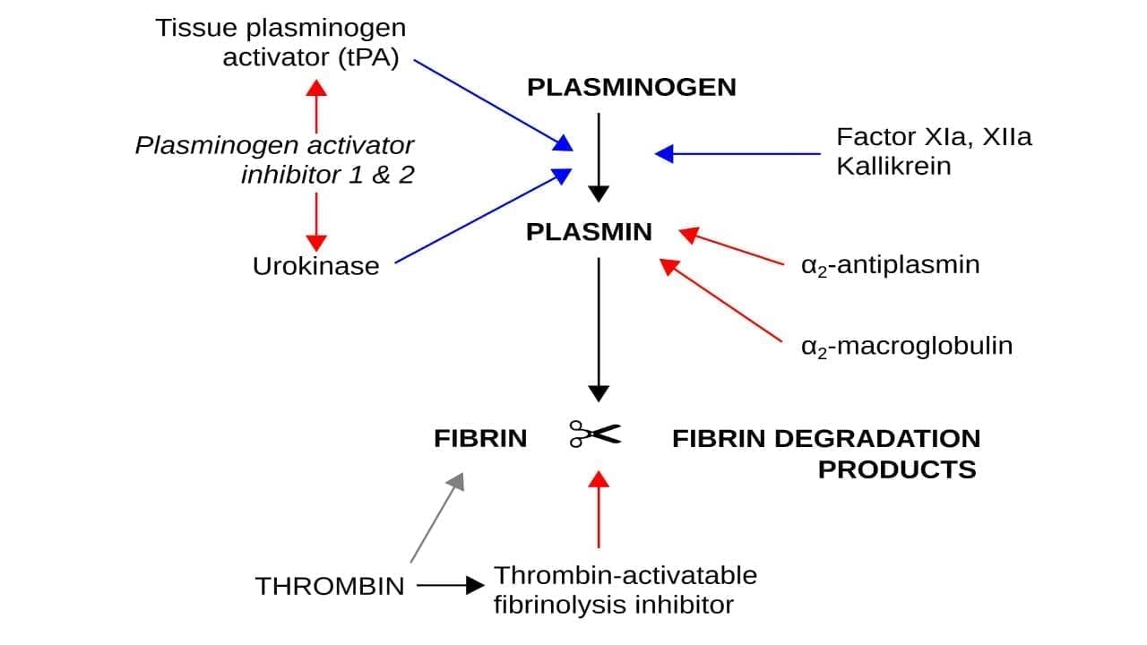 Fibrinolysis
