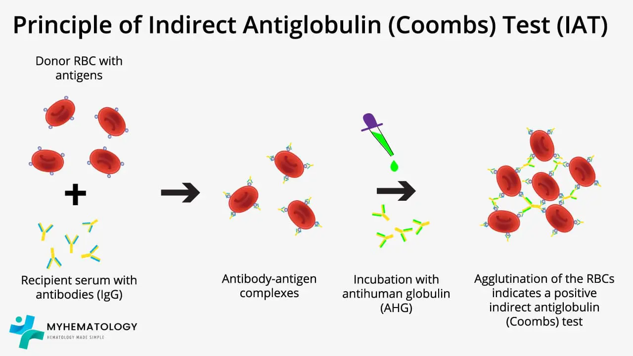 Indirect Antiglobulin (Coombs) Test (IAT)