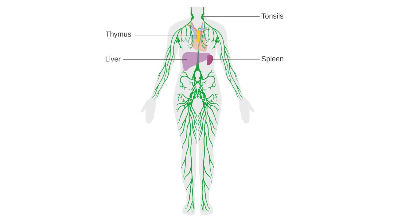 The diagram showcases the network of lymphatic system in the body.