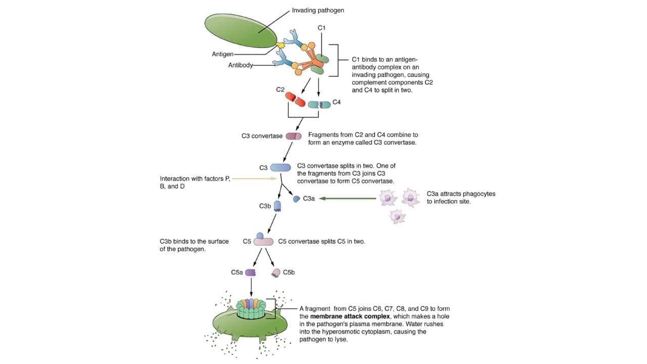 The complement cascade is a crucial part of the innate immune system, functioning as an enzymatic chain reaction to identify and eliminate pathogens. Starting with C1 (a complex of C1q, C1r, C1s), typically activated by antibody-antigen complexes or directly by pathogen surfaces, the cascade proceeds by cleaving successive complement proteins. C1s cleaves C4 and C2 to form the C3 convertase (C4b2b in the classical/lectin pathway), which then cleaves C3 into C3a and C3b. C3b, a potent opsonin, tags pathogens for phagocytosis, while C3a is an anaphylatoxin promoting inflammation. Subsequently, C3b combines with the C3 convertase to form the C5 convertase, which cleaves C5 into C5a and C5b. C5a acts as a strong chemoattractant for immune cells and an anaphylatoxin, further enhancing inflammation, while C5b initiates the formation of the Membrane Attack Complex (MAC) with C6, C7, C8, and C9, leading to the direct lysis of target cells.