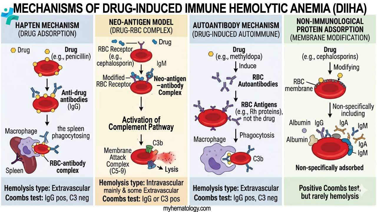 Drug Induced Immune Hemolytic Anemia