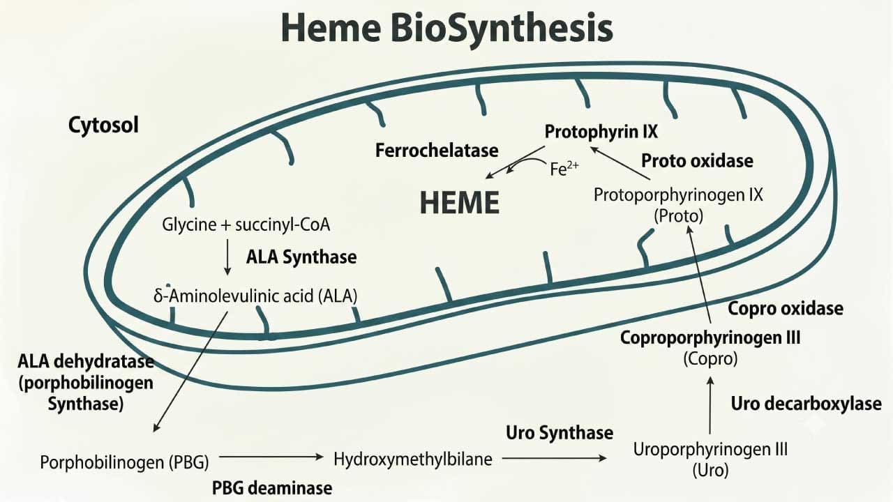 A schematic diagram of the heme biosynthesis pathway