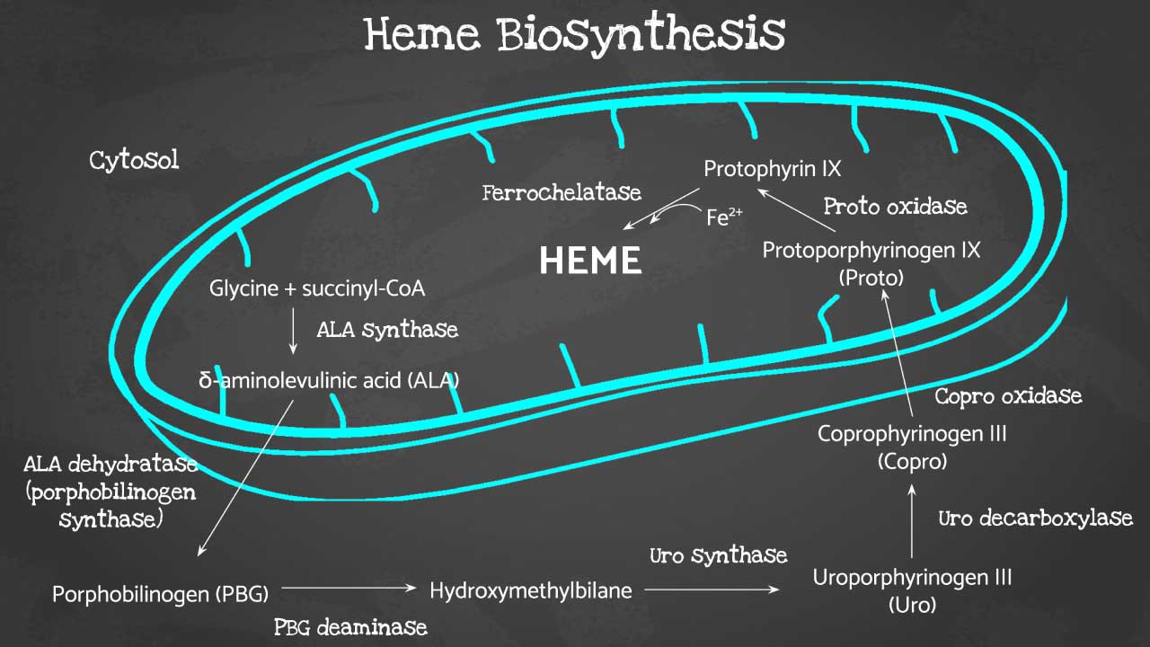 A schematic diagram of the heme biosynthesis pathway within a cell. The pathway starts in the mitochondria (round structure) and continues outside in the cytosol (cellular fluid). Various enzymes are labeled throughout the pathway, along with the chemical compounds they convert. The diagram illustrates the step-by-step process of building heme.
