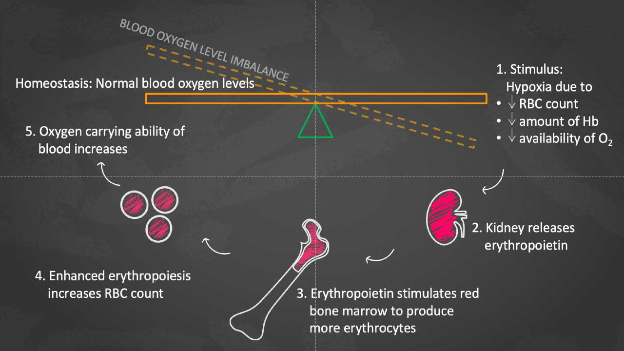 Erythropoietin-mediated control of red blood cell production 