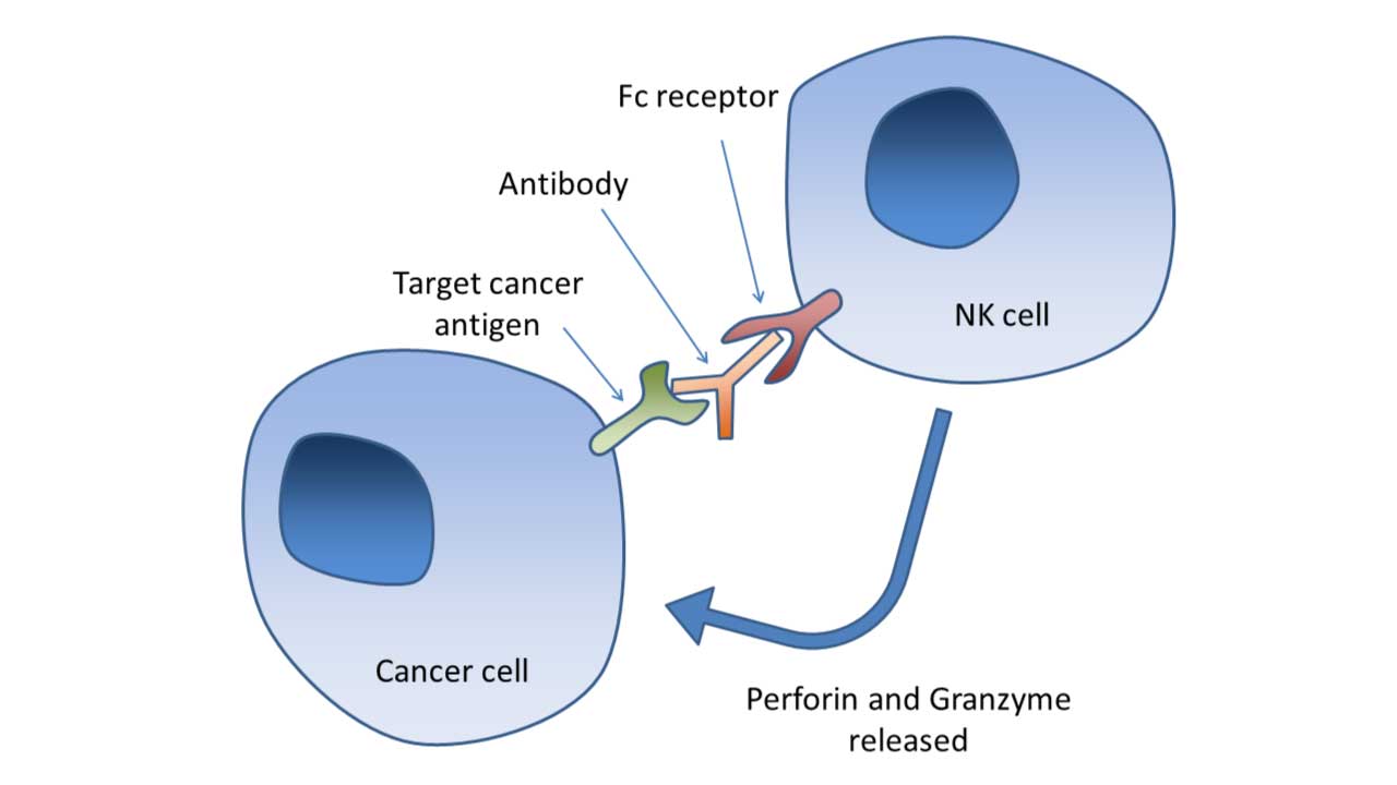 Natural Killer Cells