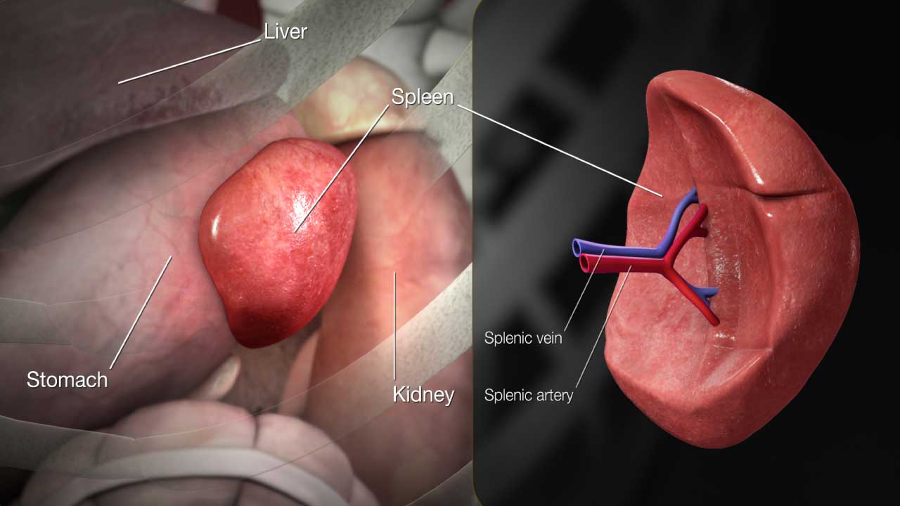 Understanding the Spleen, Splenomegaly & Splenic Pain