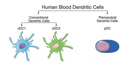 Major subsets of dendritic cells (DCs) included conventional/myeloid dendritic cells (cDCs) and plasmacytoid dendritic cells (pDCs)