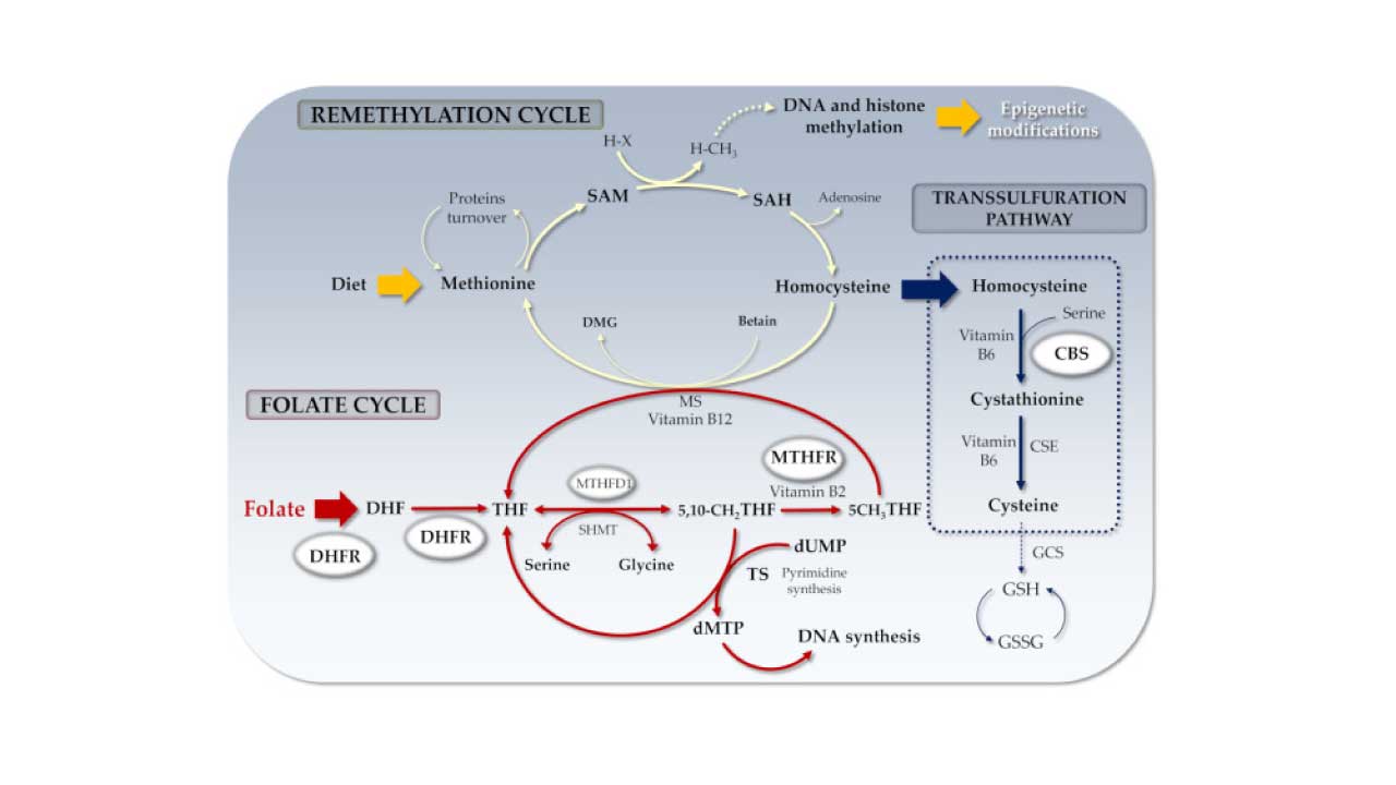 Homocysteine & Hyperhomocysteinemia