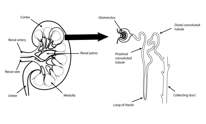 Schematic diagram of the structures of the kidney. Damages in these areas can cause hematuria.
