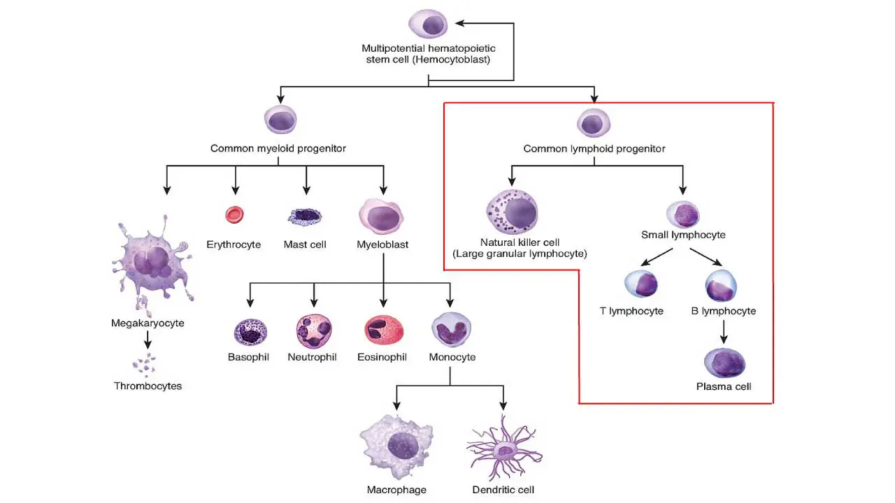 B-cell ALL are caused by uncontrolled growth of B-lymphocytes from the common lymphoid progenitor lineage.