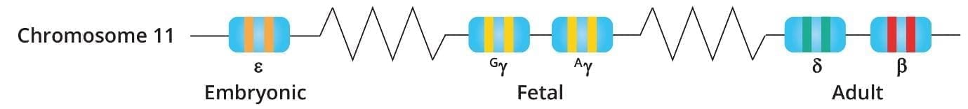 Image depicting a schematic diagram illustrating the normal beta globin cluster on chromosome 11, highlighting the developmental switch of globin chain expression from embryonic to adult stages