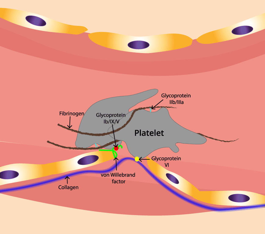 Image depicting von Willebrand factor molecules bridging platelets to subendothelial collagen, highlighting its role in platelet adhesion and primary hemostasis. A deficiency of this factor will lead to von Willebrand disease.