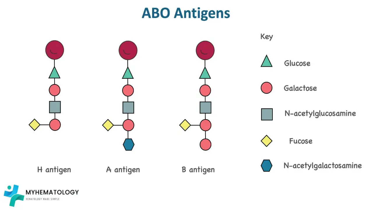 The ABO antigens, designated as A, B, and O, are composed of oligosaccharides, complex carbohydrate structures attached to the surface of red blood cells. Their distinctive molecular configurations arise from subtle variations in the arrangement of these carbohydrate chains.