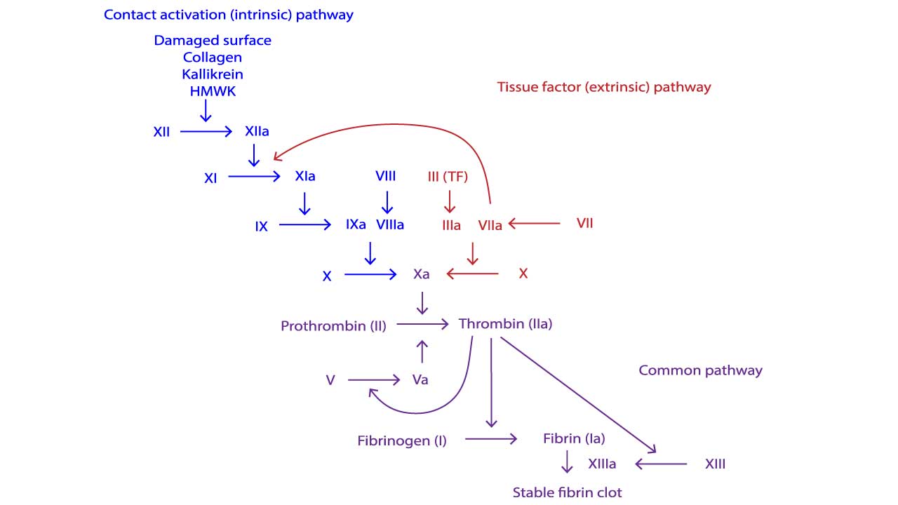 The coagulation cascade through the intrinsic and extrinsic pathway. 