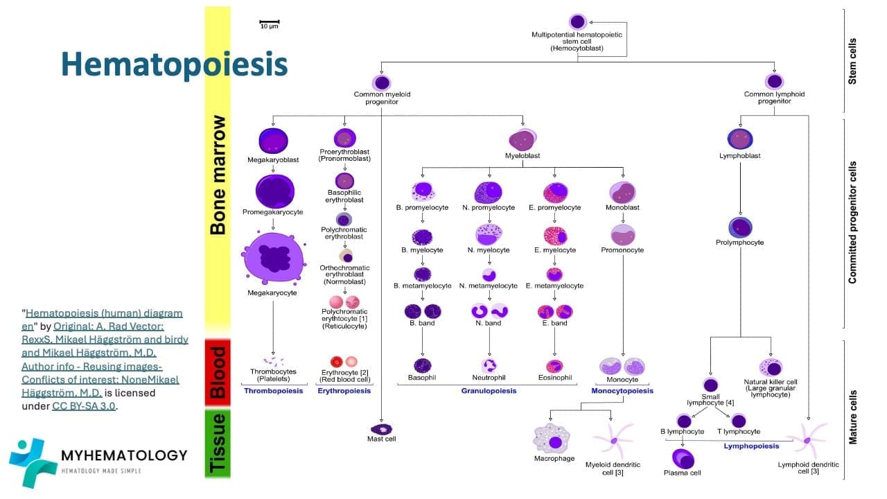 Hematopoiesis is a process where all the blood cells get produced from a single hematopoietic stem cell.