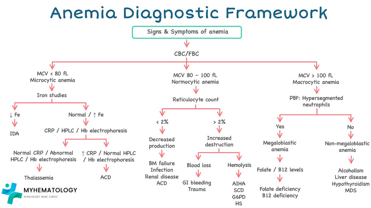 The anemia diagnostic framework is a structured, systematic approach or algorithm used by healthcare professionals to determine the underlying cause of anemia in a patient.