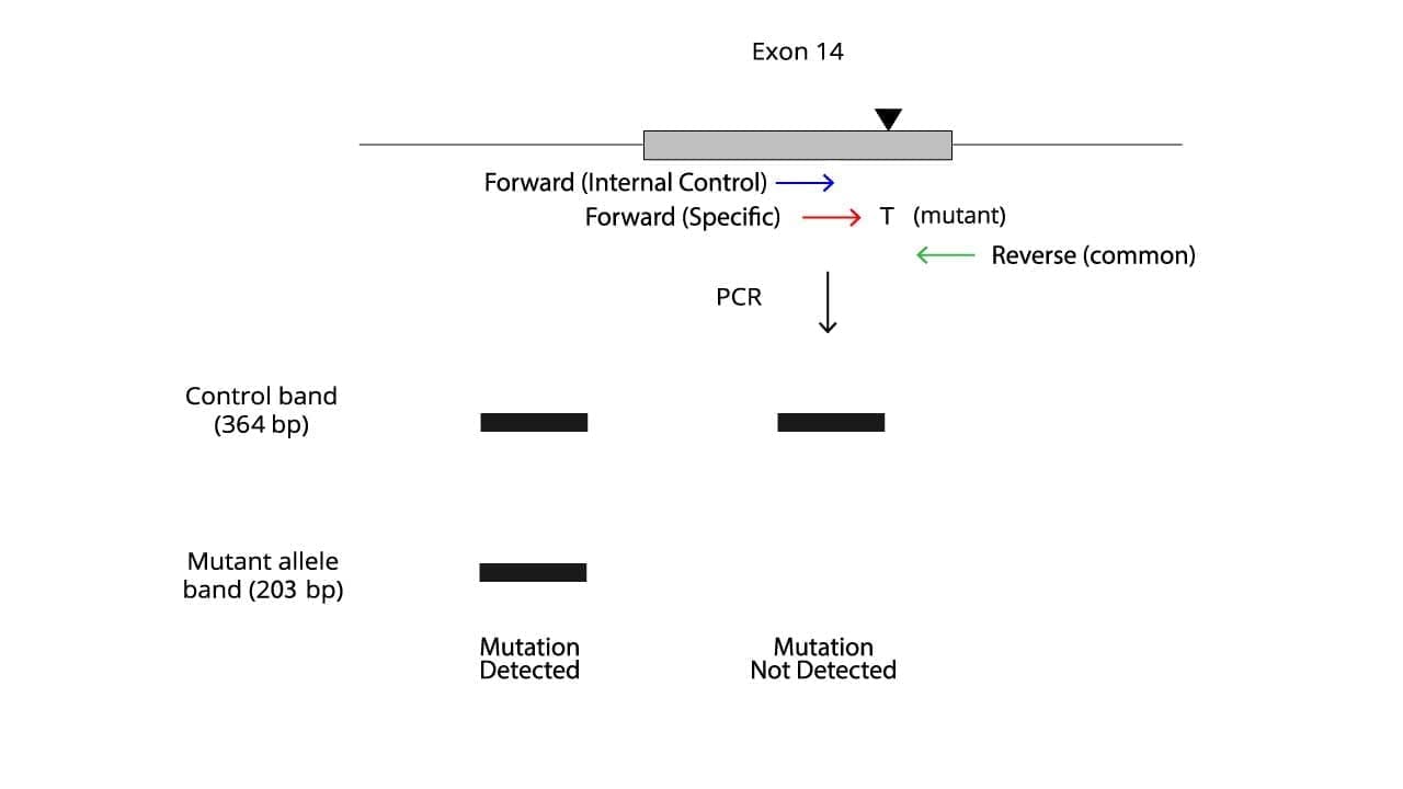 JAK2 V617F Mutation Allele Specific PCR Protocol