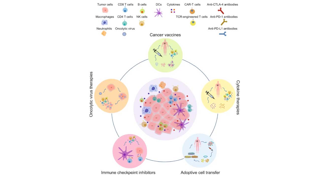 The major categories of immunotherapy