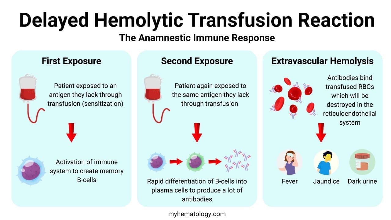 Delayed hemolytic transfusion reaction mechanism