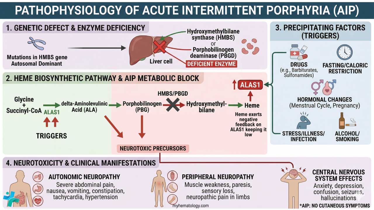Acute Intermittent Porphyria – AIP